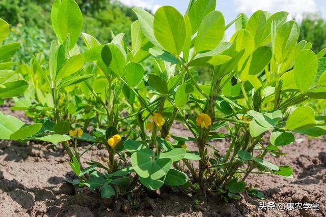 秋花生种植技巧分享，高效栽培让你轻松收获高收益