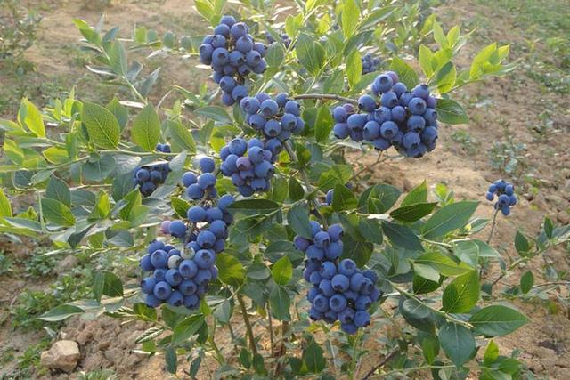 蓝莓适合什么季节种植以及几年才挂果