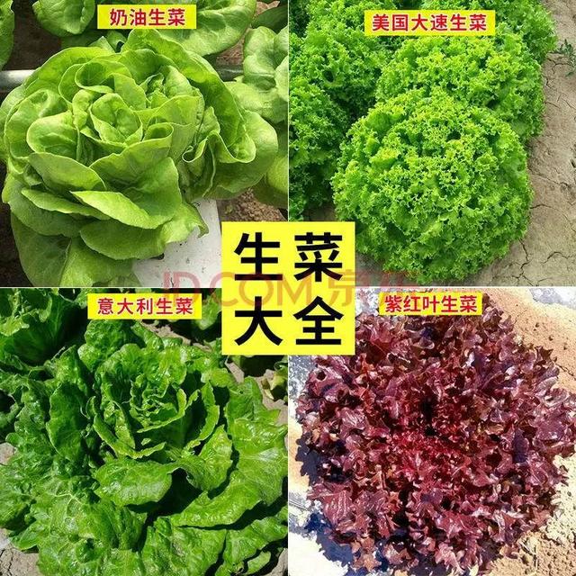 农民种植速生菜，每年上市5-10茬，年收入20多万，是如何做到的？