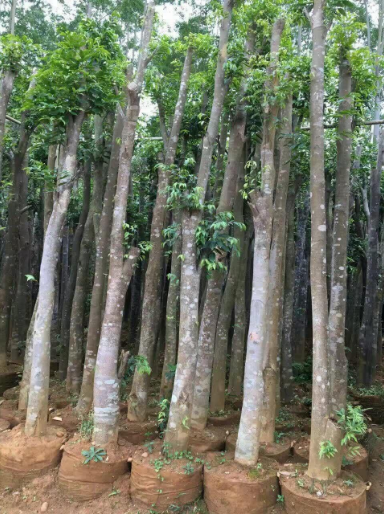 珍贵的沉香木，发现种植新方法，你确定不来看看？