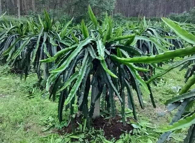 它叫“霸王花”，酷似火龙果的花，能观赏也能做菜，煲汤喝是一绝