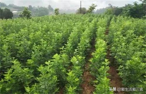 适合林下套种的药材有哪些？本文一次说清，搞种植的请收藏