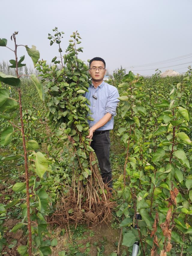 1-2年生荷兰香蜜杏树苗栽植技术