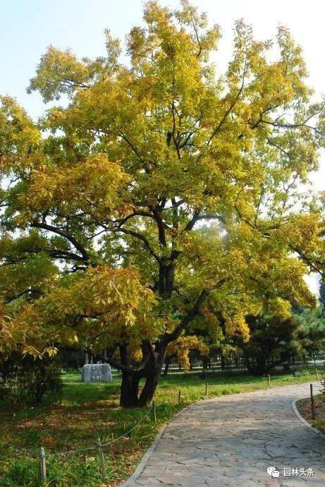 谁说北方地区不能发展珍贵树种？强烈推荐这18个树种