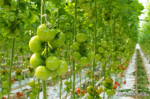 夏季种植瓜果蔬菜要做好遮阳降温防护，避免因高温生理障碍而减产