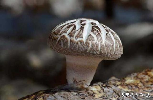 花菇种植管理要点，今天就教你这绝活！一起学学