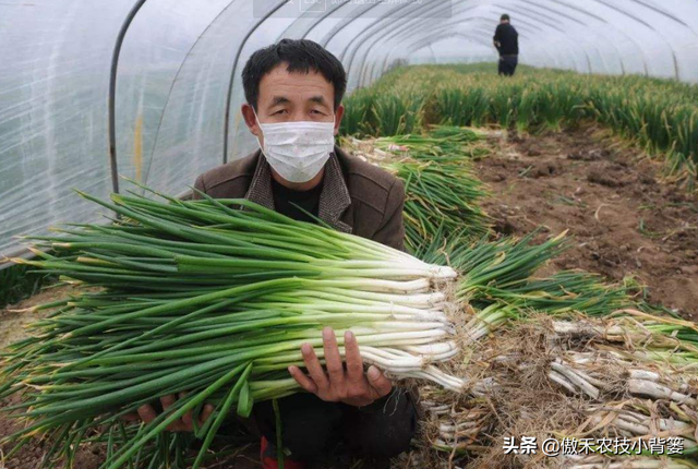 白露葱、寒露蒜，秋季大葱巧播巧种巧管理，确保后期高产大丰收