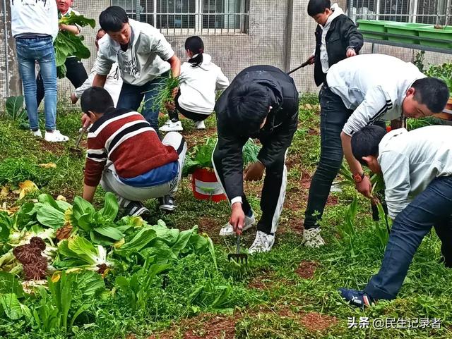 龙桂小学校本课程种植园“新芽园”之收获篇