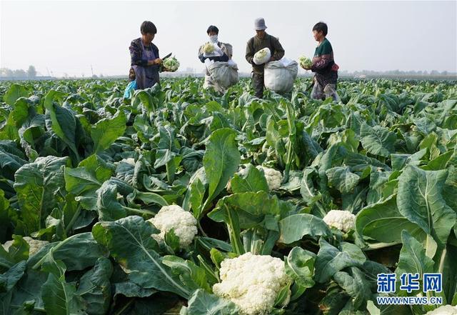 河北乐亭：菜花种植促增收