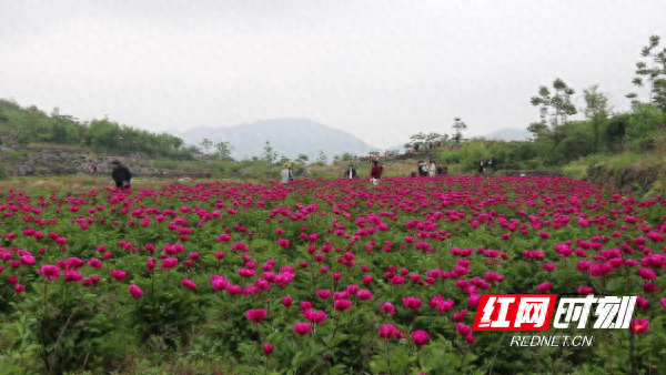 湖南邵东：立足地域资源禀赋 打造中药材特色产业