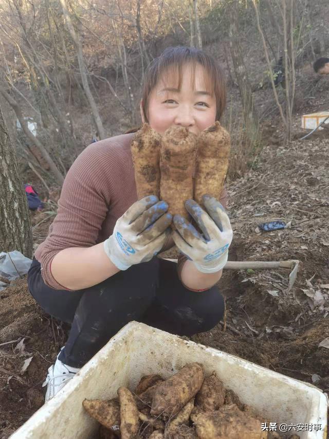 东西溪乡：小天麻长成大产业