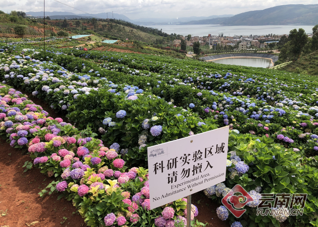 艾玛！市场价100多元一支的花原来在这里种植 但种植企业却在做另一件更为重要的事情……