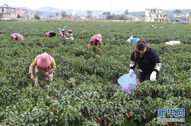 云南沾益：蔬菜种植促农增收