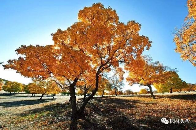 谁说北方地区不能发展珍贵树种？强烈推荐这18个树种