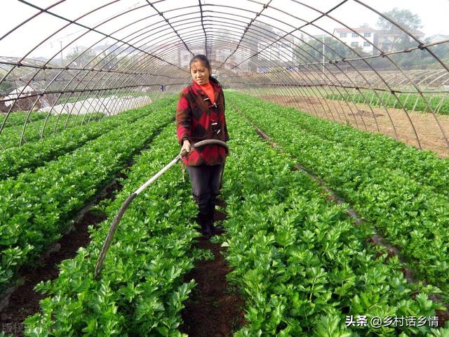 培训班学到的蔬菜施肥技术，高产奥秘就在于此，这才叫科学