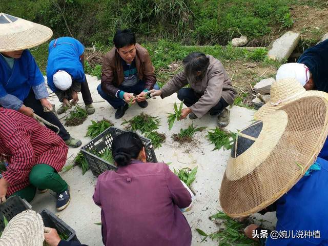 农村一种作物，说销路好，来钱快！专家预测：种一亩利润6万以上