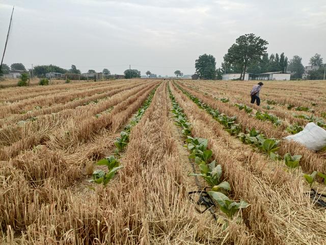 一个烟农的种植报告：2021年烟草种植现状总结和思考