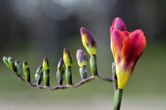 7种开花花卉，适合秋冬季节种，错过栽种时间就别再种了