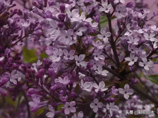 丁香花的鉴赏与栽培