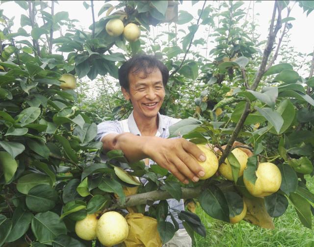 德安县磨溪乡：干群同心 齐铺水梨致富路