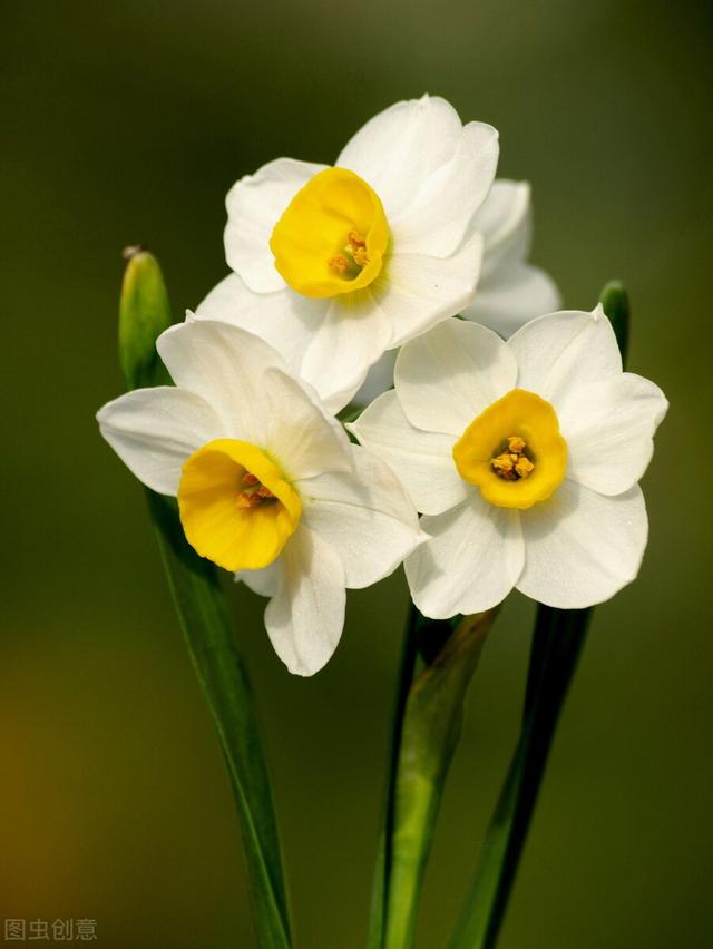 7种开花花卉，适合秋冬季节种，错过栽种时间就别再种了