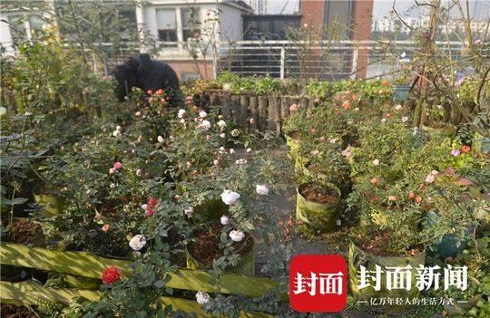 成都“花痴”夫妻建“无土”空中花园 一年四季玫瑰盛开