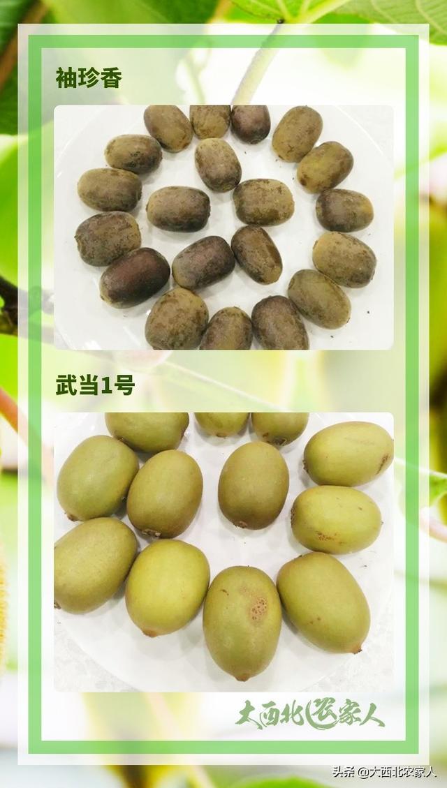 果农种植猕猴桃果树，多个品种介绍及优良品种推荐