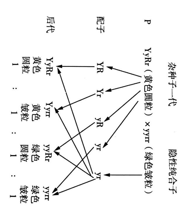 2022年高考 生物自由组合定律和基本方法