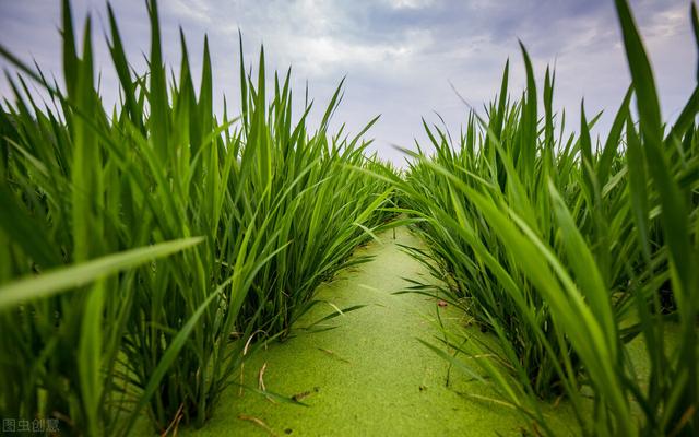 这六种蔬菜种植特别省心，种一次能收获很多年，关键是收益高