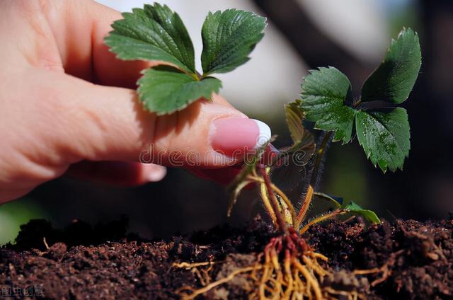 年收入20万的草莓种植户