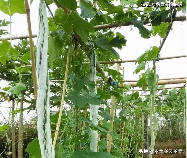 蛇豆种植技术全过程，原来只有这样种才能获得高产