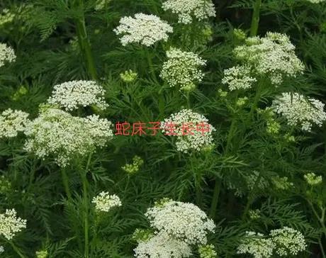 蛇床子盐碱地生长良好 在湿地种植产量高 种一次多年收获