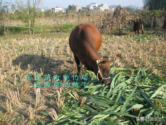 创业养殖饲料是关键，小伙示范皇竹草栽种，有牧草不怕牛羊不肥