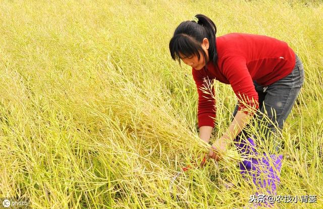 油菜种植要想长势壮、产量高、品质好，这些种植管理方法不可少！