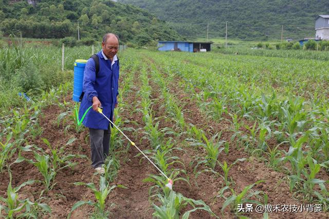 玉米怎样种植管理才能更高产？建议农民重点抓好这4点