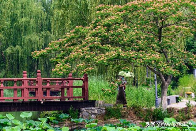 合欢花的基础知识和种植方法