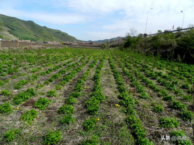 记本溪县碱厂堡村一户山菜刺五加种植园