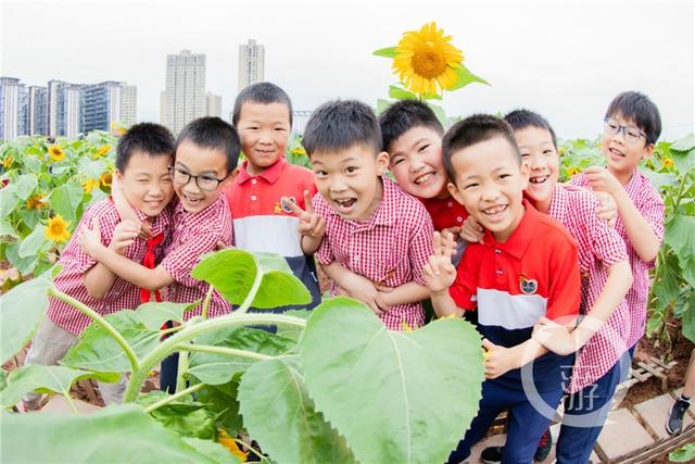 重庆这群小学生在教学楼楼顶种出了一片向日葵花海