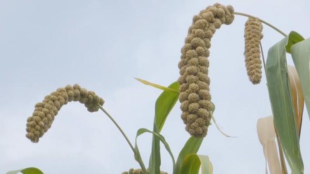 雷媛媛：富硒种植 让小米赢得大市场