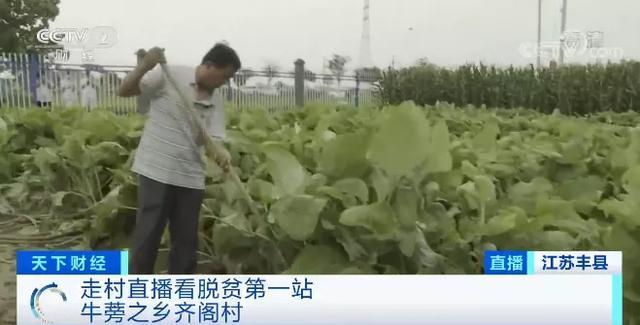 荒沙种出“金”牛蒡！从脱贫攻坚到实现小康的蝶变，这个小村庄有何秘笈？