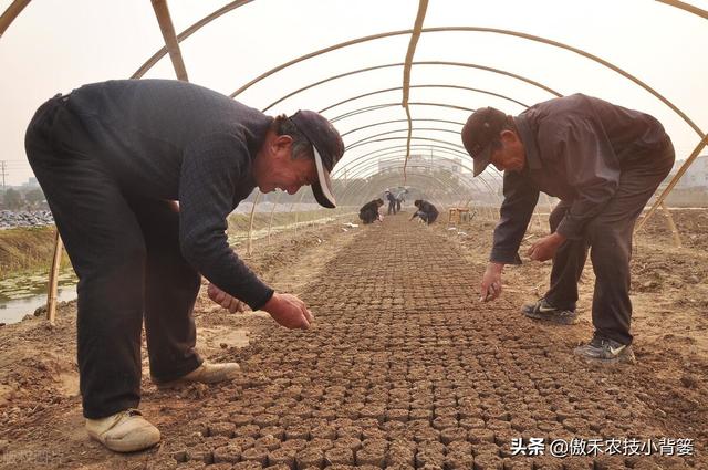 如何种好秋冬茬西红柿？这篇文章告诉你种植技巧