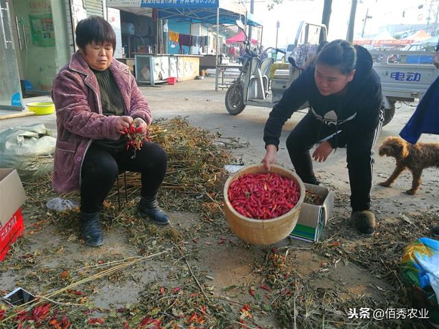 农民种植不赚钱，农村有种生意也受牵连，还好辣椒涨价了