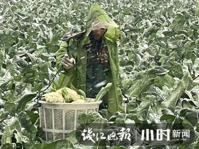 雪下得凌厉，杭州萧山一蔬菜基地，三位大姐雪中抢菜一分钟也不敢停