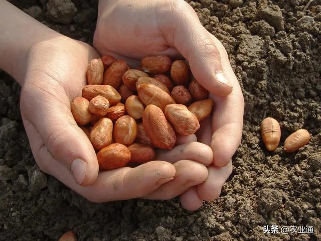 花生播种时间和播种技术要点知识总结