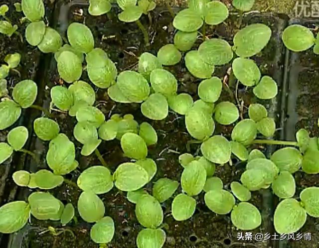 蛇豆种植技术全过程，原来只有这样种才能获得高产