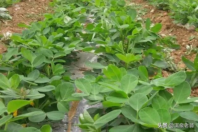 地膜花生种植的时间及相关的技术措施