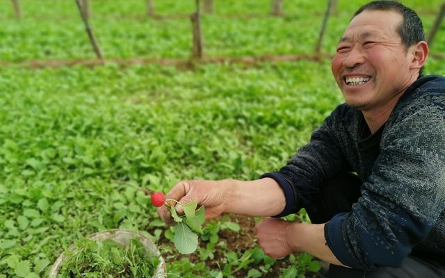 从只有老三样到鲜菜全年供应 来看看中国蔬菜产业进化史