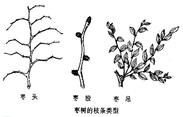 枣树栽培技术 枣的生长结果习性