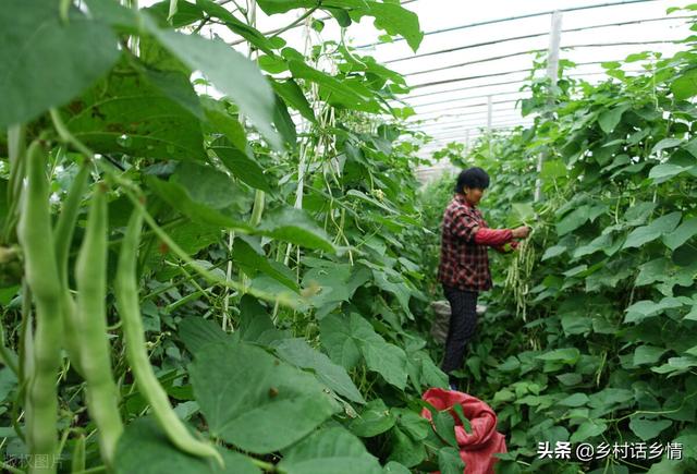 架豆、芸豆、豇豆为啥结荚少？老农教你几个方法，豆角挂满架