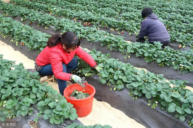 冬天来临之后，露地草莓该怎样管理？这几方面必须管理到位